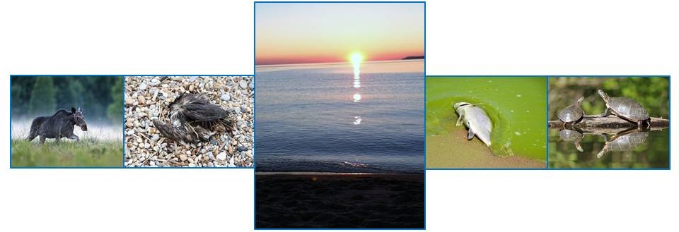 History of GLWQA page