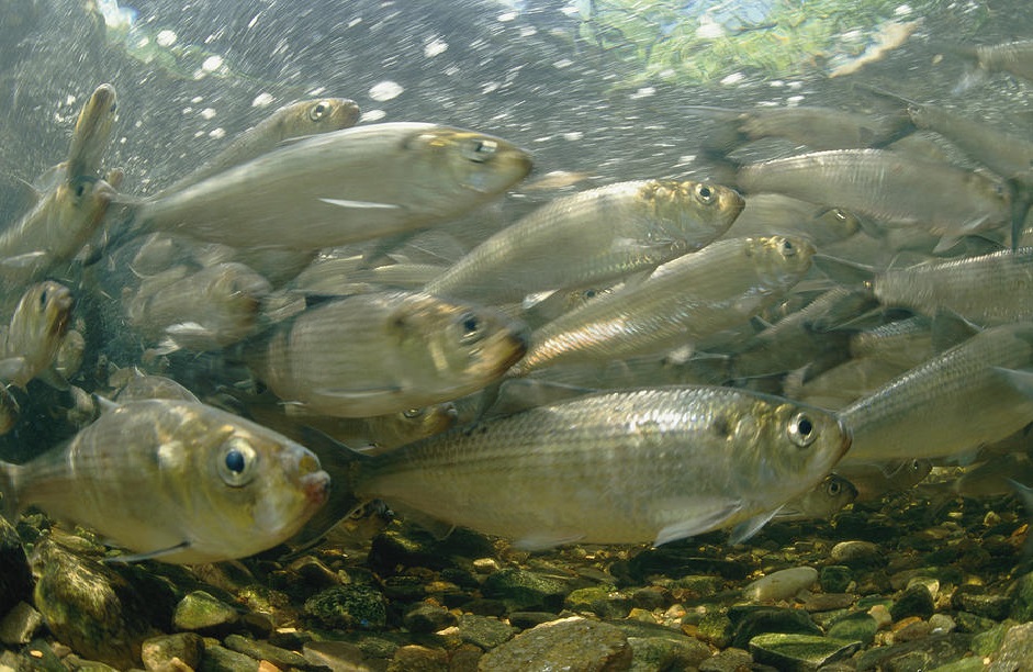 Alewives