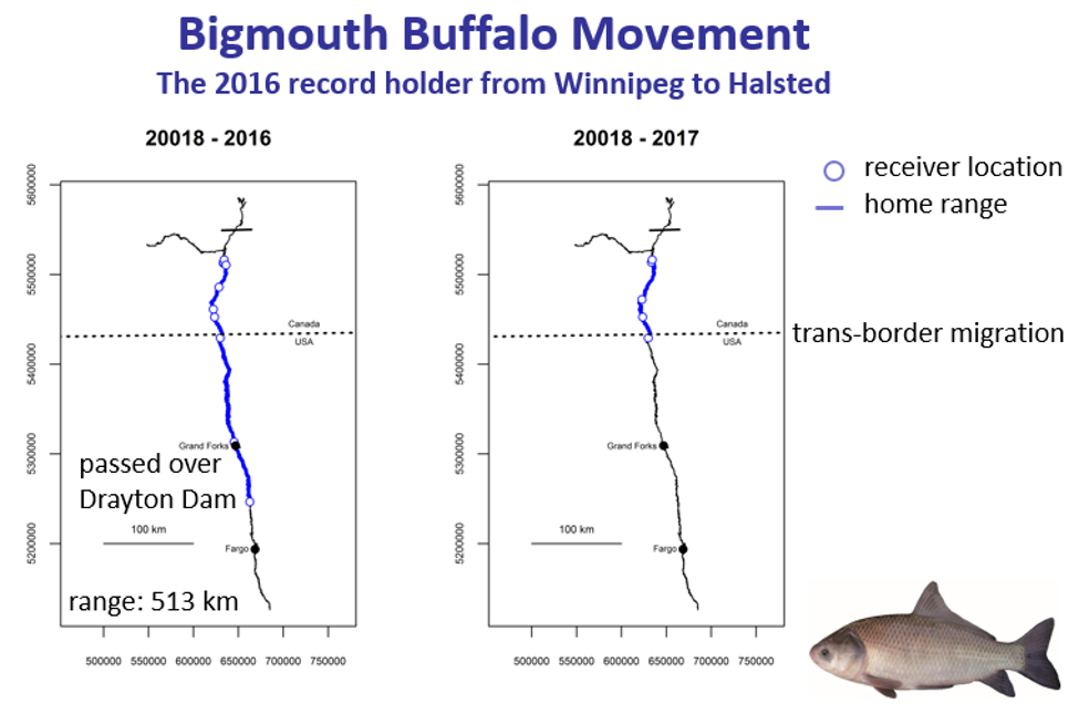 buffalo movement