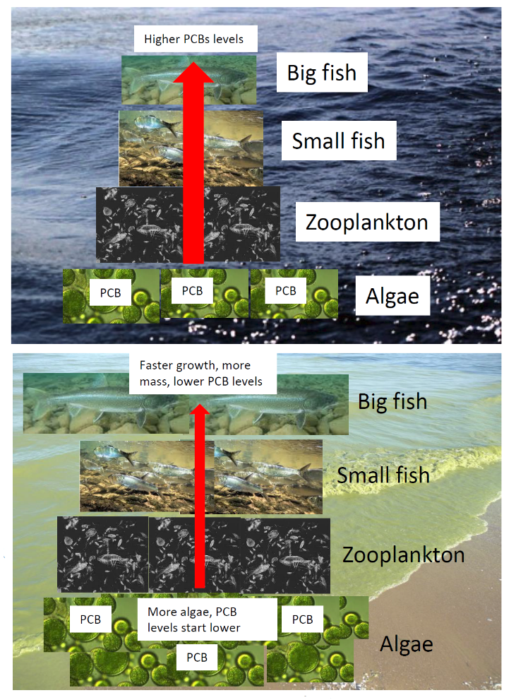 kidd figure fish tissue