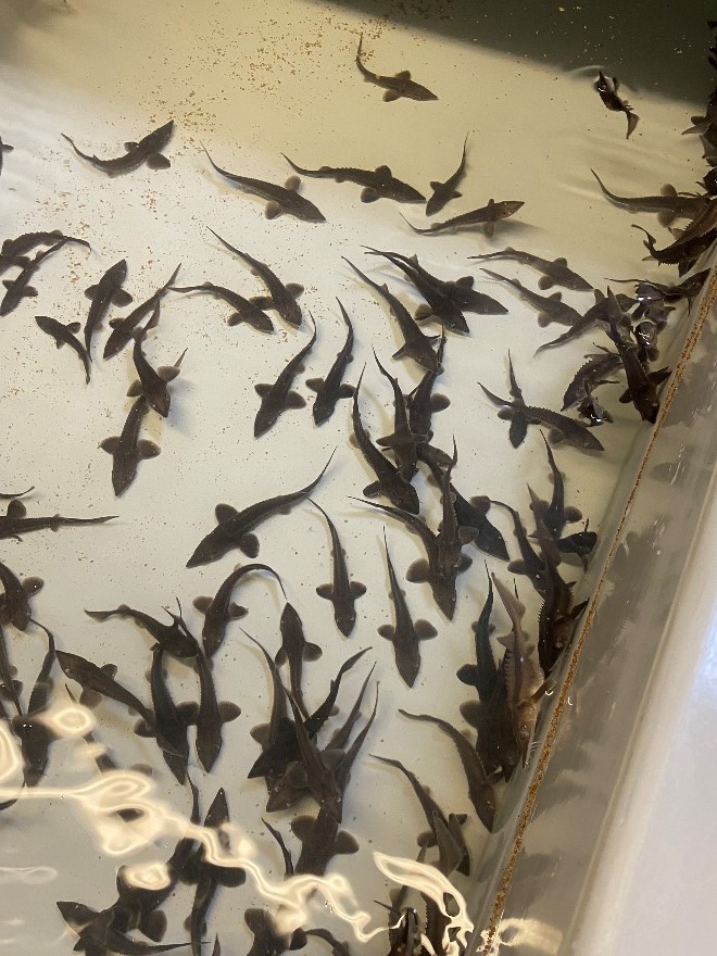 young white sturgeon