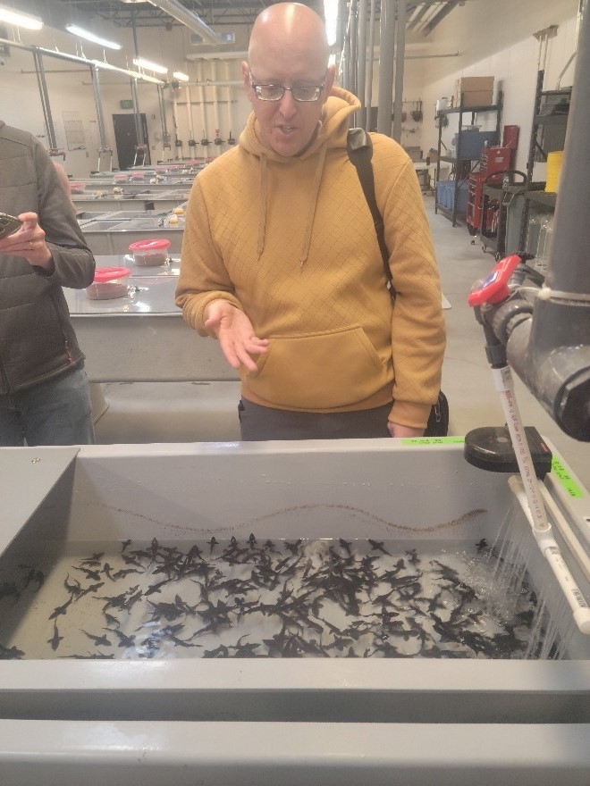 rearing tank sturgeon