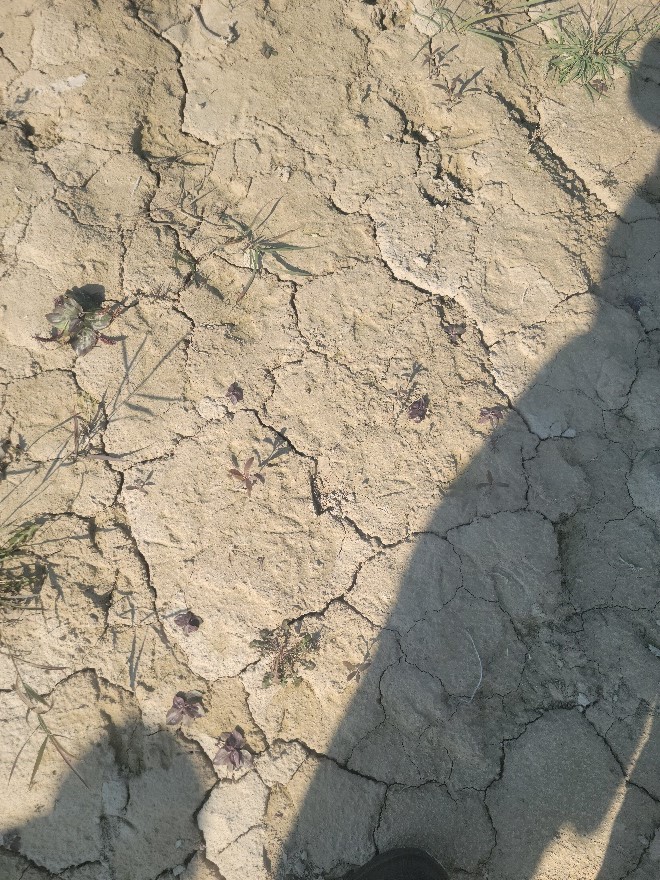 cottonwood seedlings