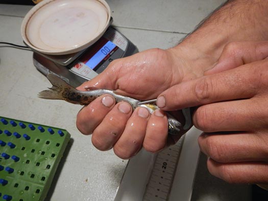 pit tag fish insert st croix tracking example