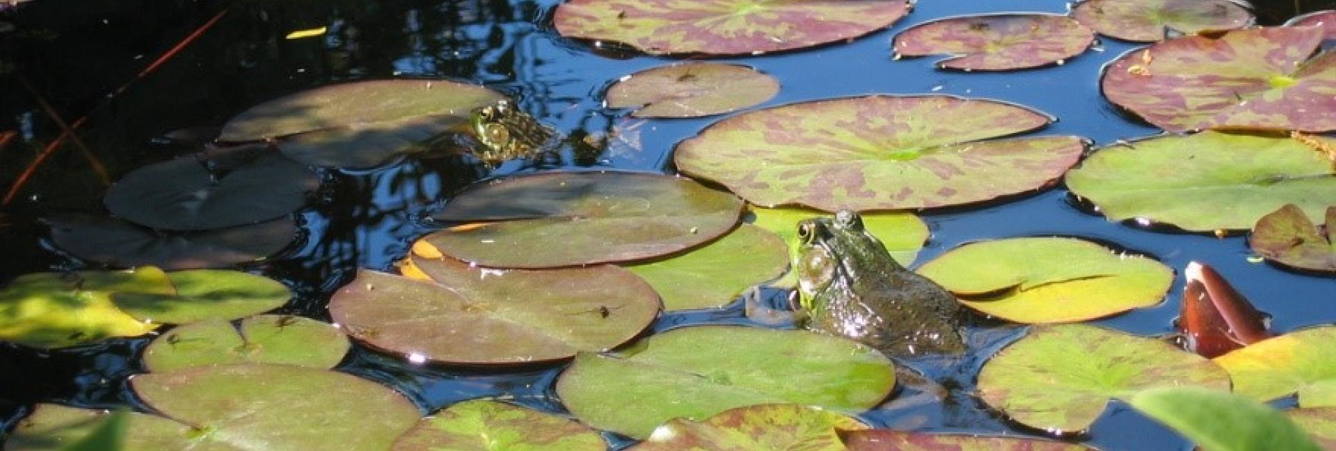 frogs in ontario