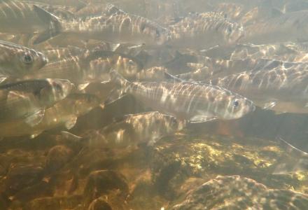 alewives swimming