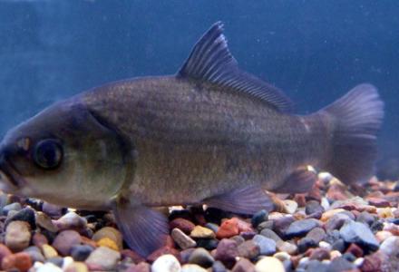 bigmouth buffalo fish red river native