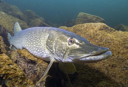 northern pike souris