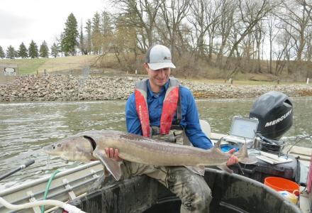 Researcher Marshall Stuart holds a lake sturgeon caught in the Red River watershed. Credit: Blake Logan