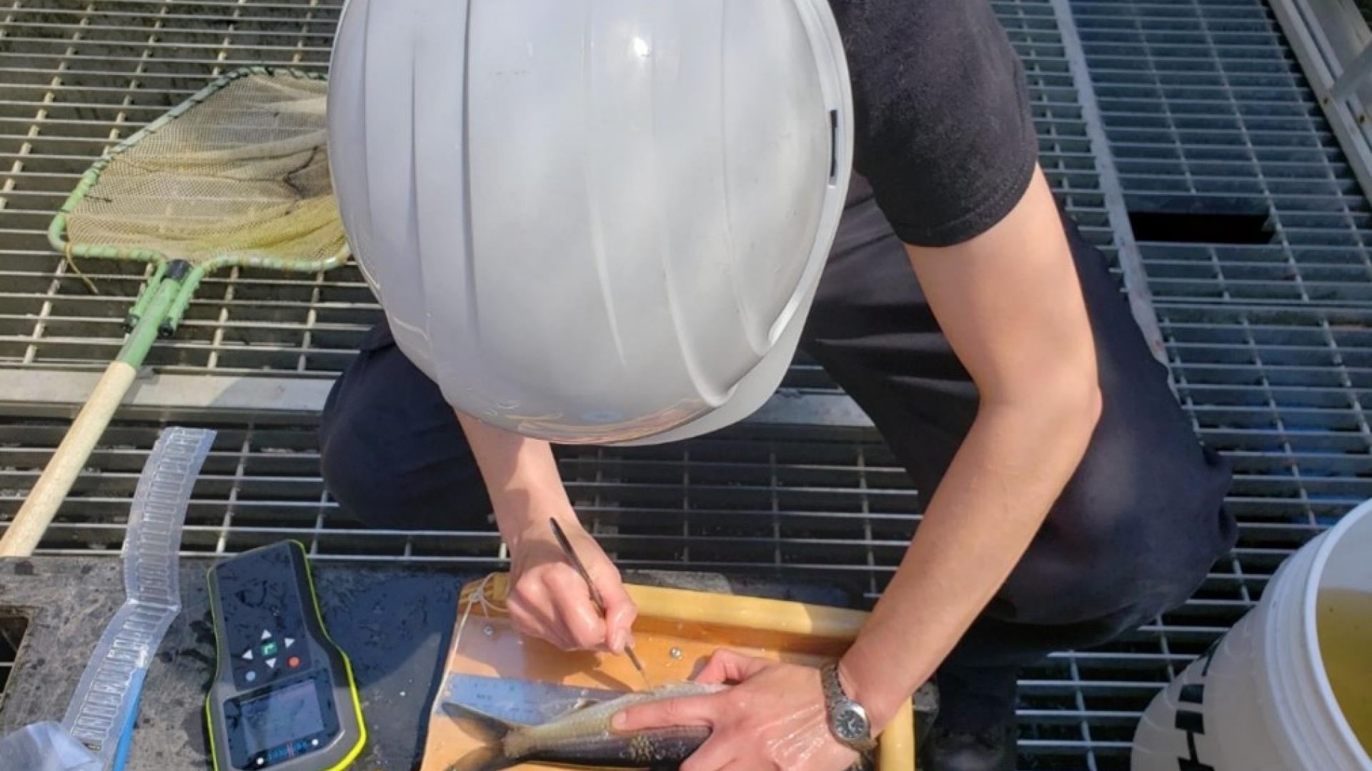 alewife tracker 2021 count st croix