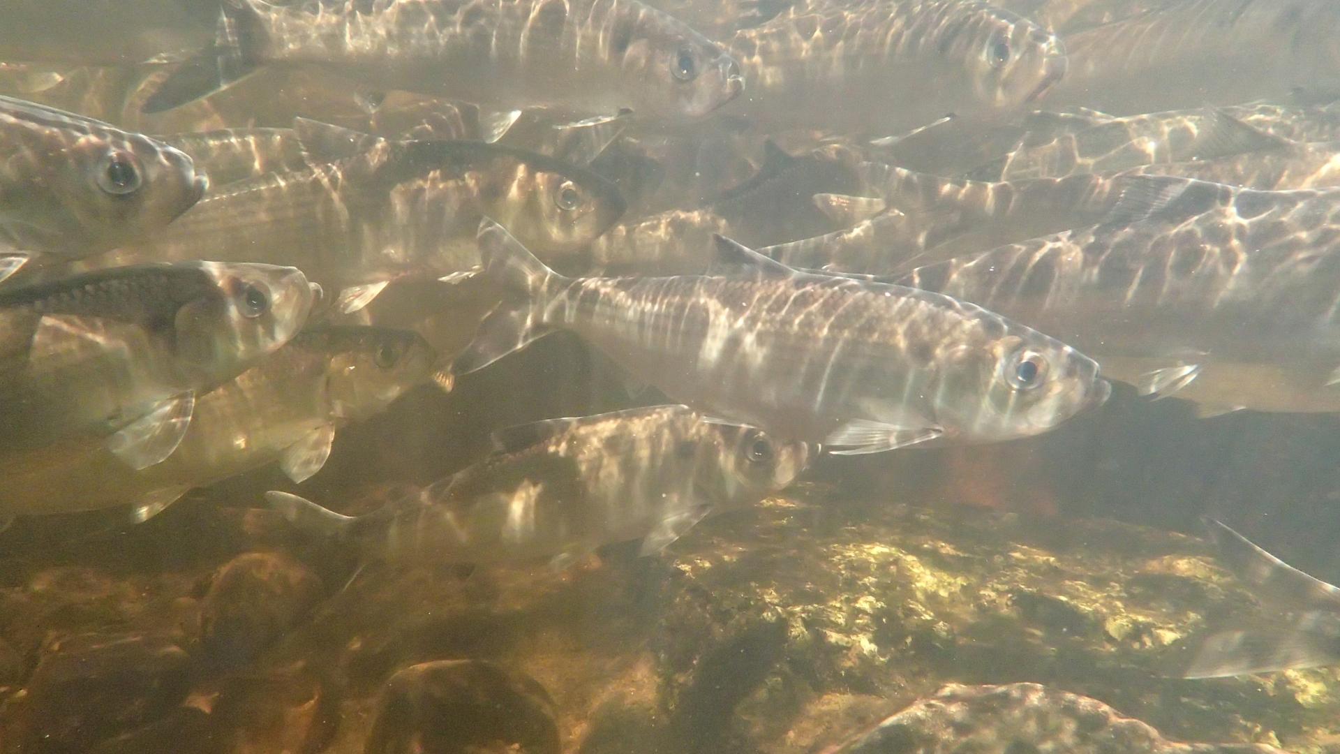 alewives swimming
