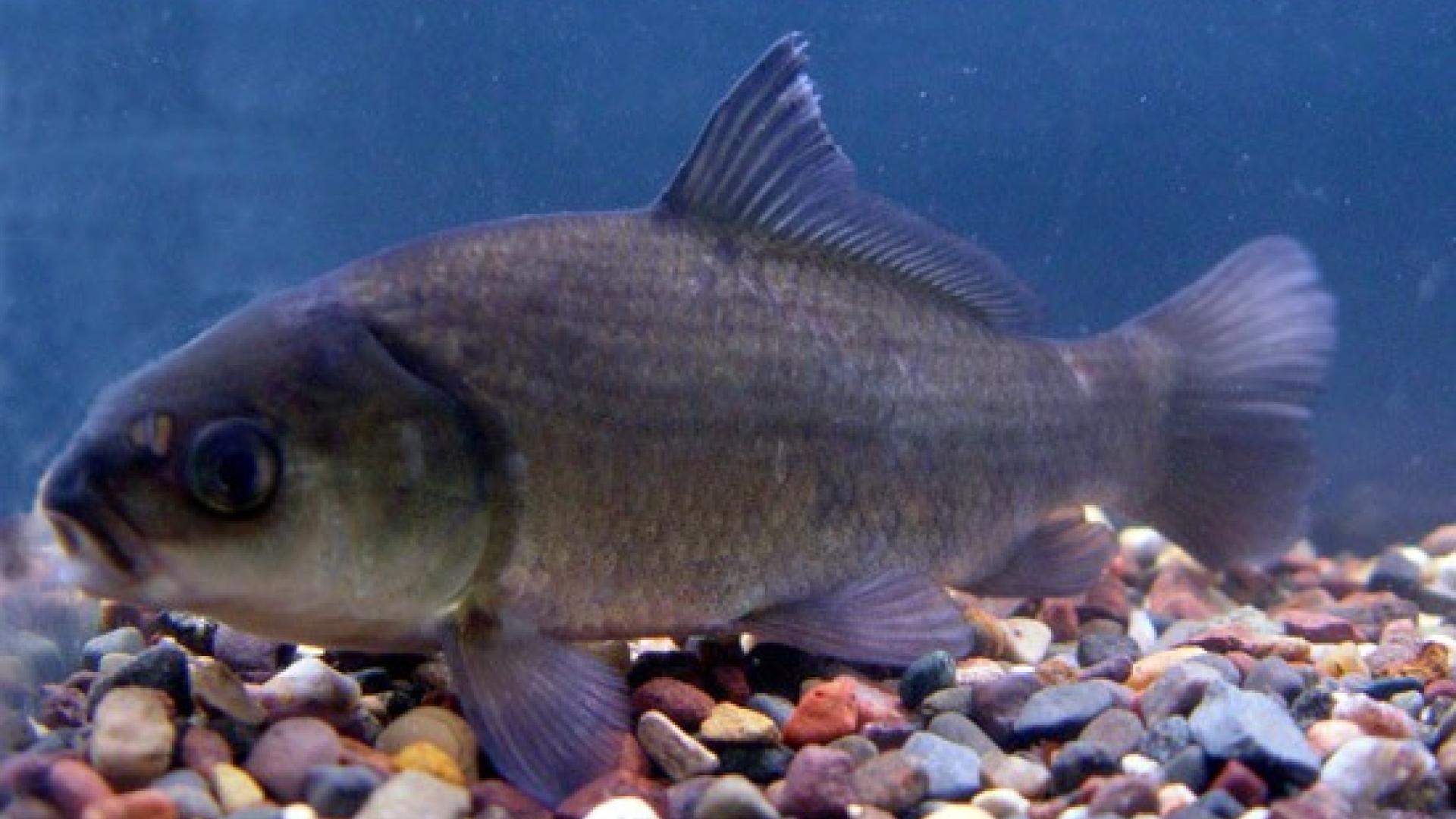 bigmouth buffalo fish red river native
