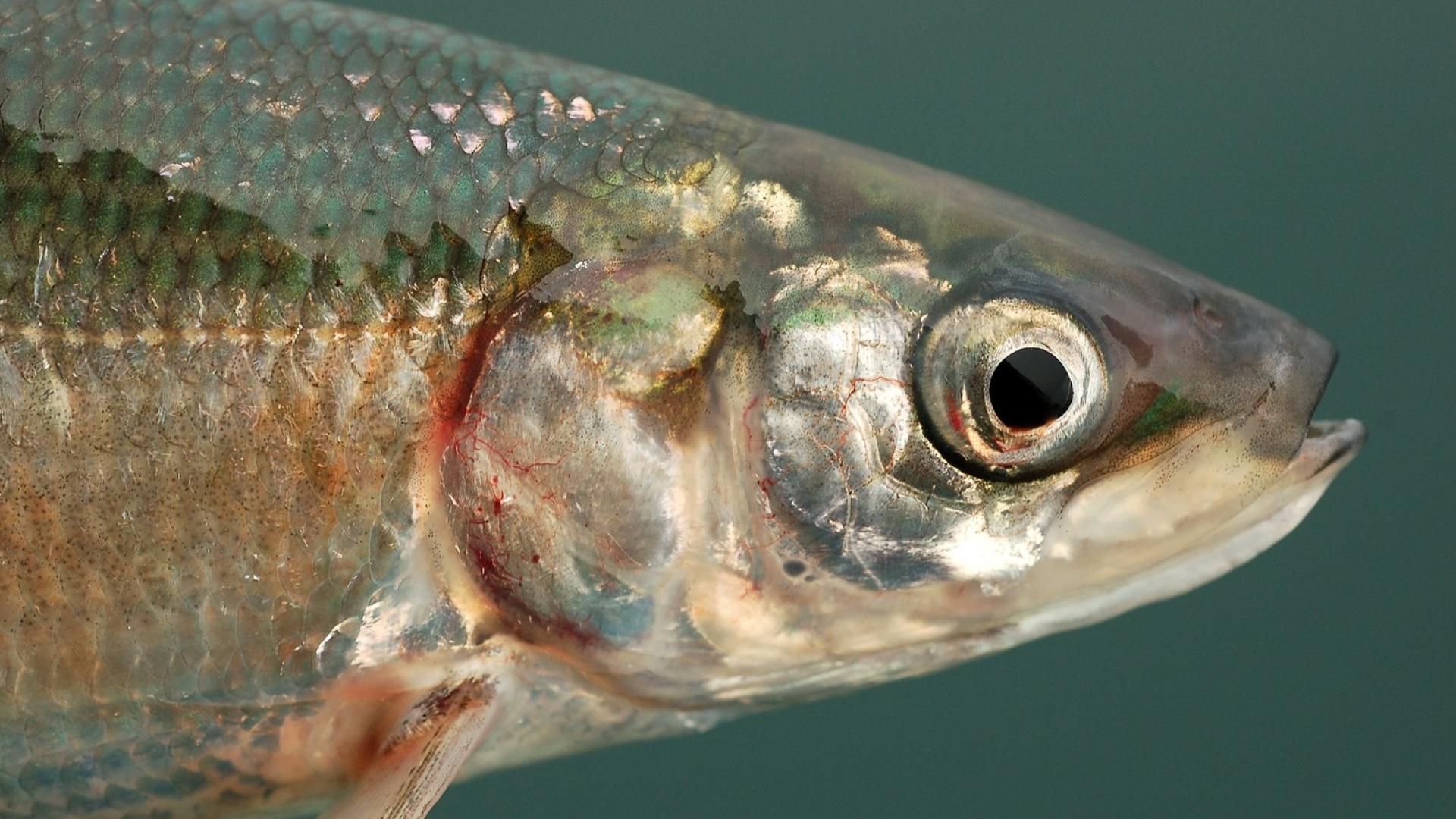 iaglr two eyed seeing cisco fish