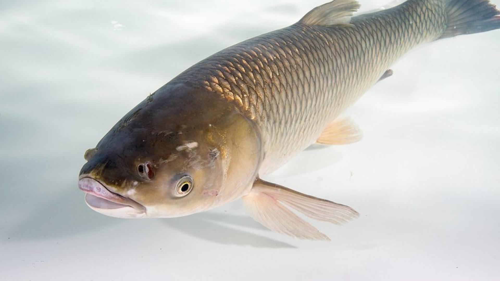 adult grass carp 