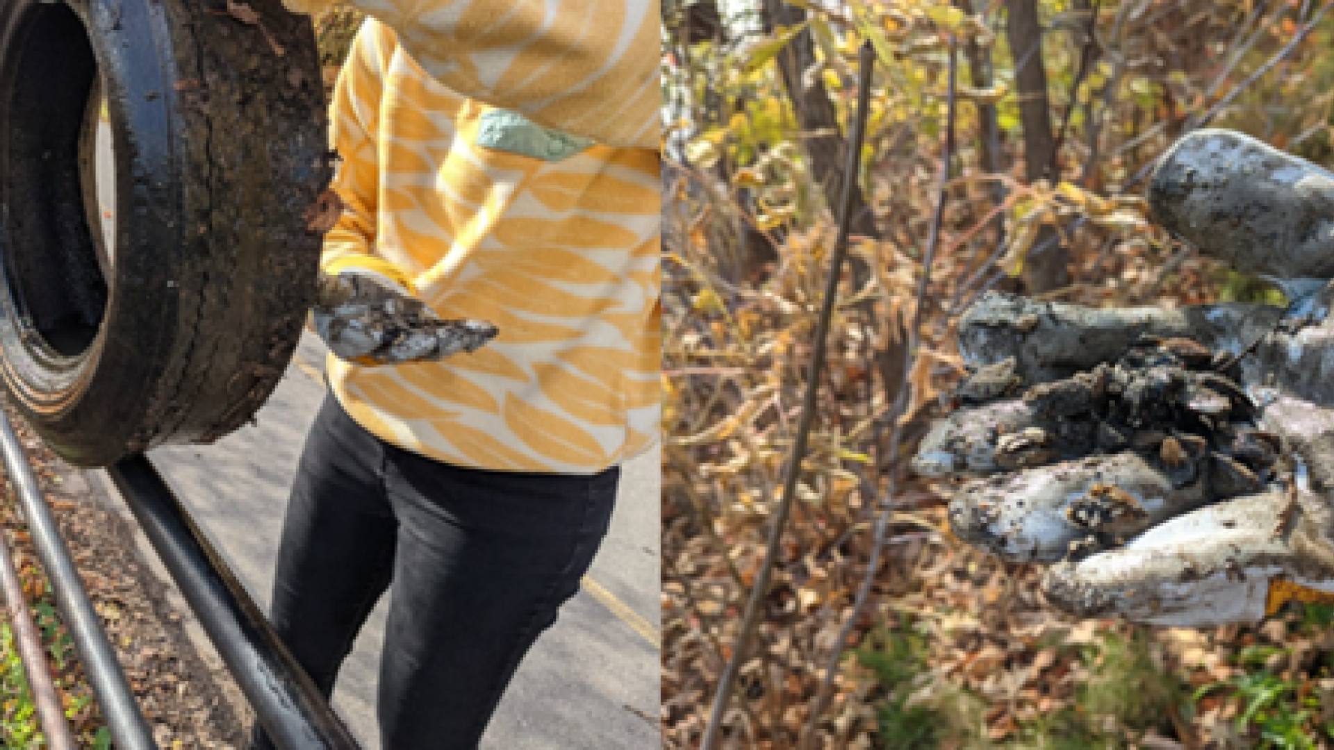 invasive mussels making home in tire 