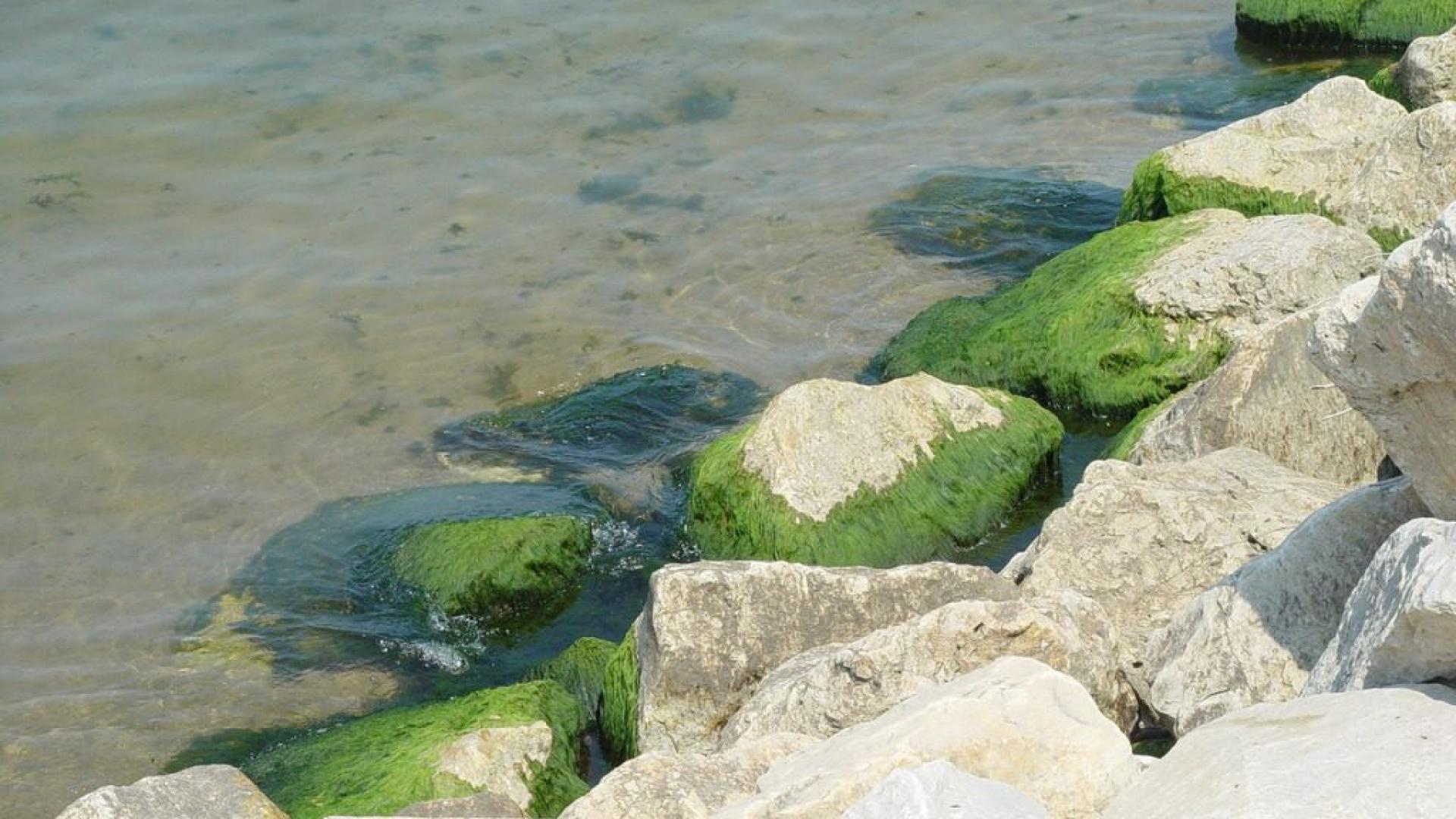 Cladophora clumping near Great Lakes shorelines