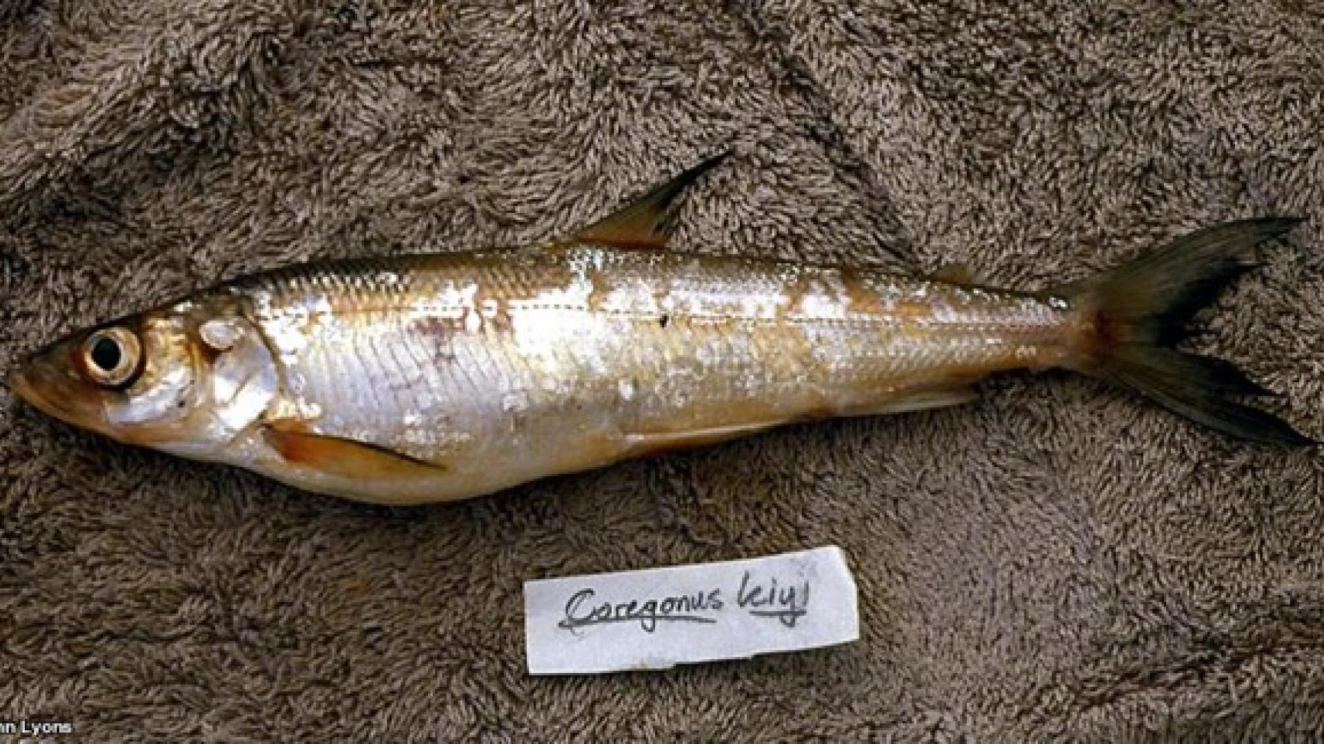 kiyi fish 