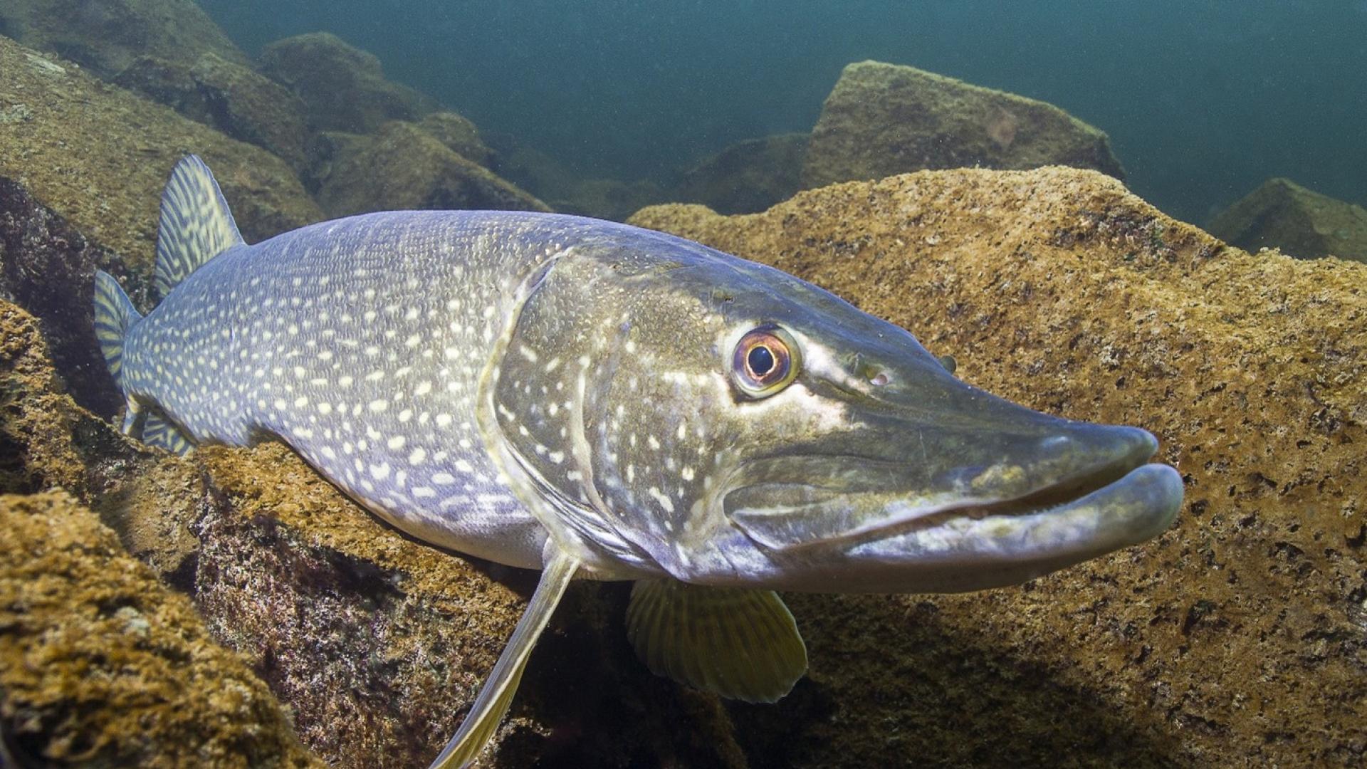northern pike souris