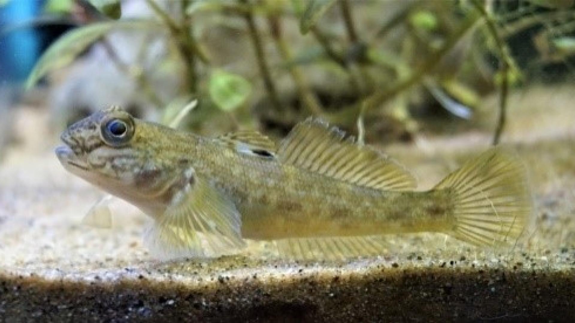 round goby invasive
