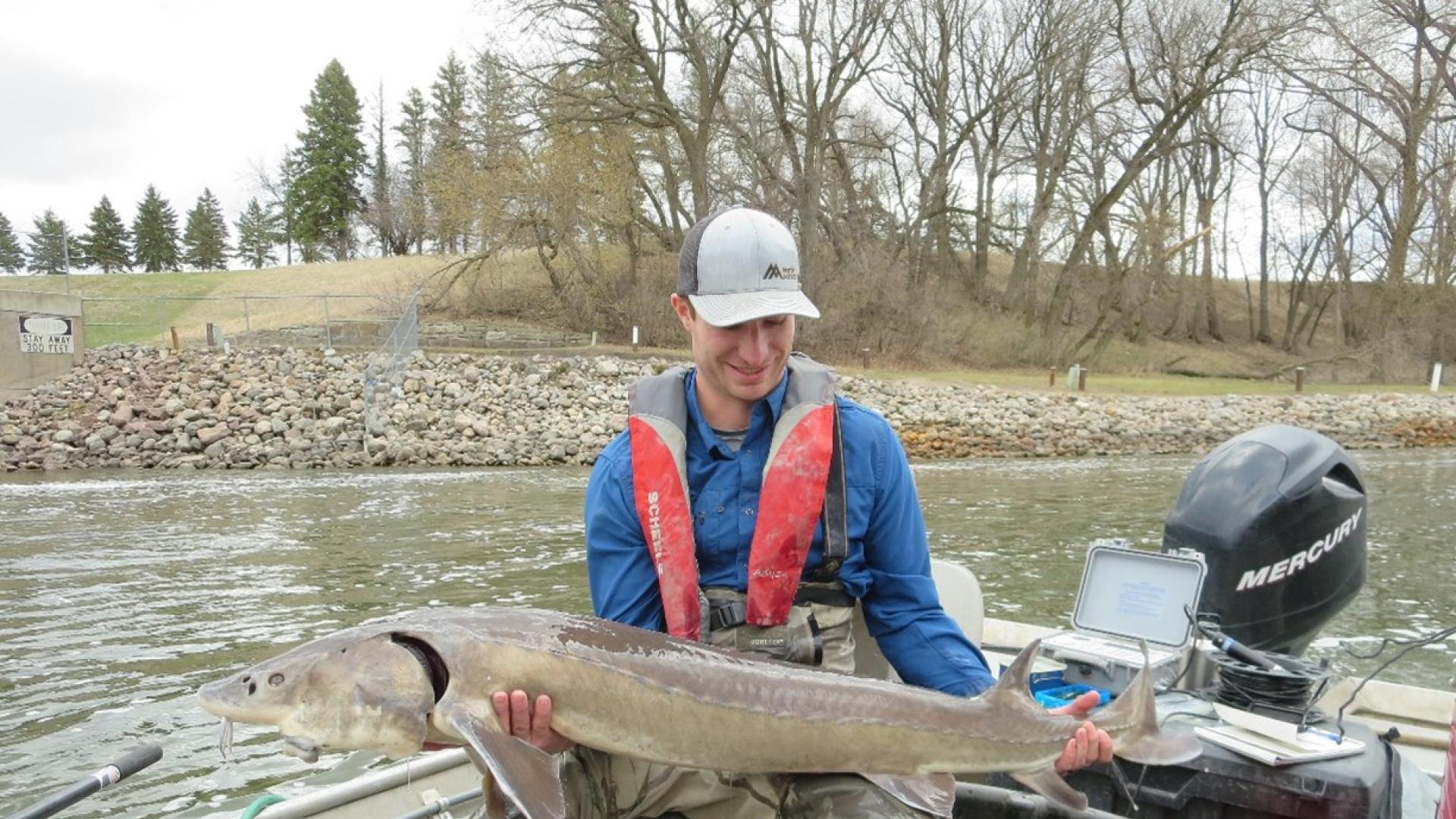 Researcher Marshall Stuart holds a lake sturgeon caught in the Red River watershed. Credit: Blake Logan