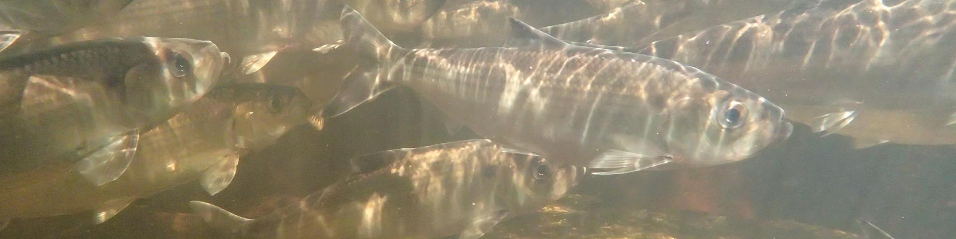 alewives swimming