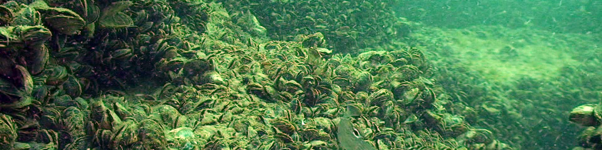 zebra mussels cover the bottom of the Detroit river photo by USGS