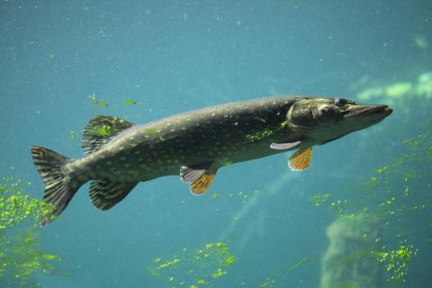 Northern Pike. Credit: Vladimir Wrangel
