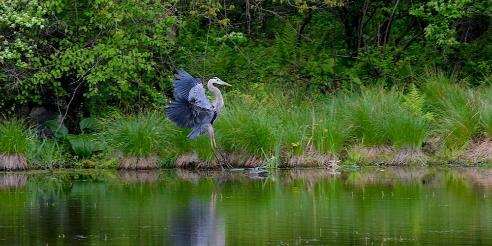 Image of blue heron